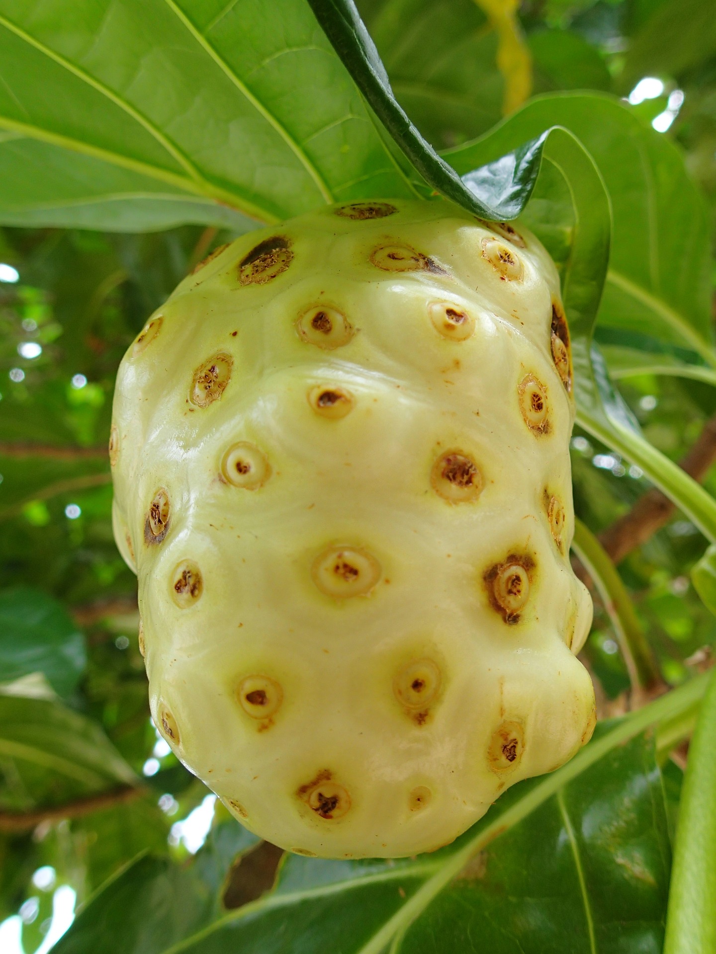 Noni-Fruchtkonzentrat
